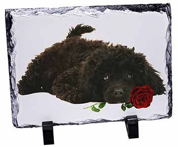 Miniature Poodle Dog with Red Rose, Stunning Photo Slate