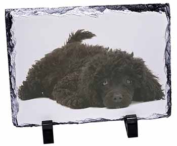 Miniature Poodle Dog, Stunning Photo Slate