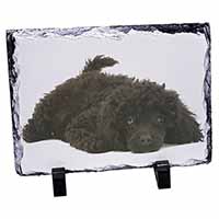 Miniature Poodle Dog, Stunning Photo Slate