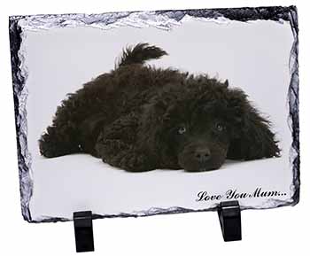 Miniature Poodle 