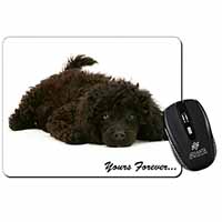 Miniature Black Poodle 