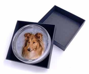 Rough Collie Dog Glass Paperweight in Gift Box