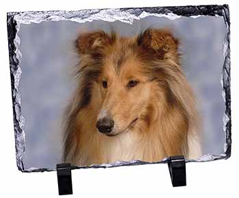 Rough Collie Dog, Stunning Photo Slate
