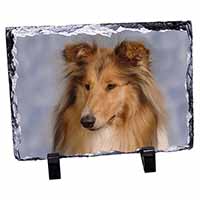 Rough Collie Dog, Stunning Photo Slate