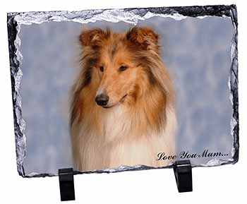 Rough Collie Dog 