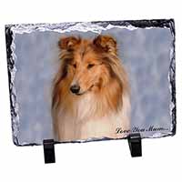 Rough Collie Dog 