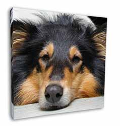 Tri-Colour Rough Collie Dog Square Canvas 12"x12" Wall Art Picture Print