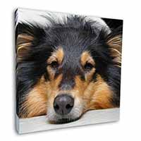 Tri-Colour Rough Collie Dog Square Canvas 12"x12" Wall Art Picture Print