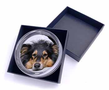 Tri-Colour Rough Collie Dog Glass Paperweight in Gift Box