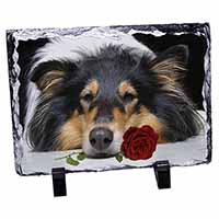 A Rough Collie Dog with Red Rose, Stunning Photo Slate