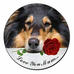 Rough Collie+Rose 