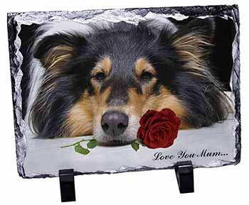 Rough Collie+Rose 