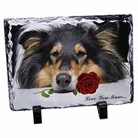 Rough Collie+Rose 