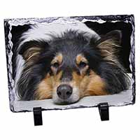 Tri-Colour Rough Collie Dog, Stunning Photo Slate