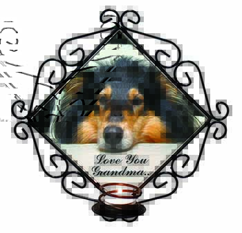 Rough Collie Dog 