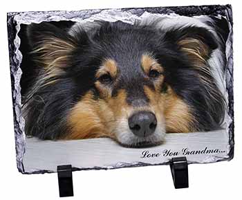 Rough Collie Dog 