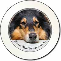 Rough Collie Dog 