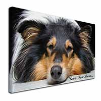 Rough Collie Dog 