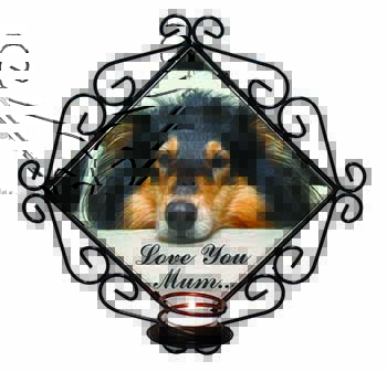 Rough Collie Dog 