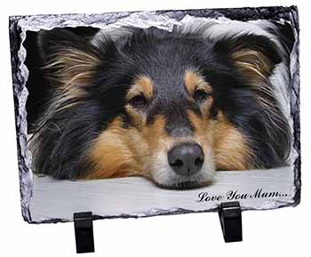 Rough Collie Dog 