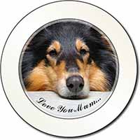 Rough Collie Dog 