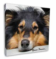 Rough Collie Dog 