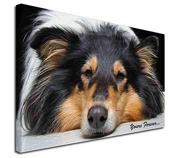 Rough Collie Dog 