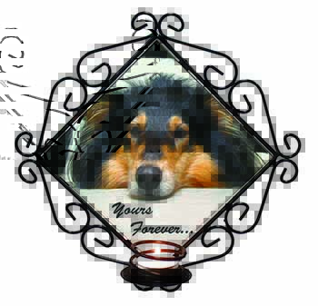 Rough Collie Dog 