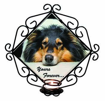 Rough Collie Dog 