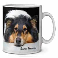 Rough Collie Dog 