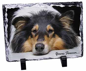 Rough Collie Dog 