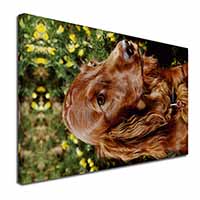 Irish Red Setter Dog Canvas X-Large 30"x20" Wall Art Print