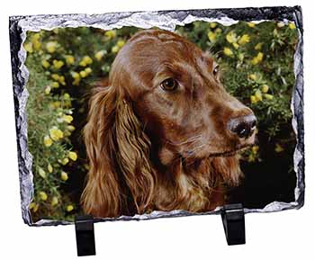 Irish Red Setter Dog, Stunning Photo Slate