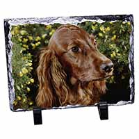 Irish Red Setter Dog, Stunning Photo Slate