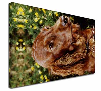 Irish Red Setter Dog 