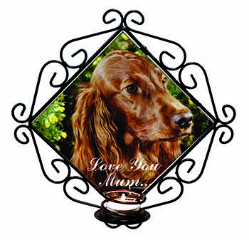 Irish Red Setter Dog 