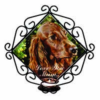 Irish Red Setter Dog 