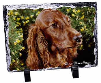 Irish Red Setter Dog 