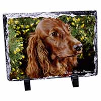 Irish Red Setter Dog 