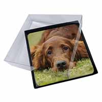 4x Irish Red Setter Puppy Dog Picture Table Coasters Set in Gift Box