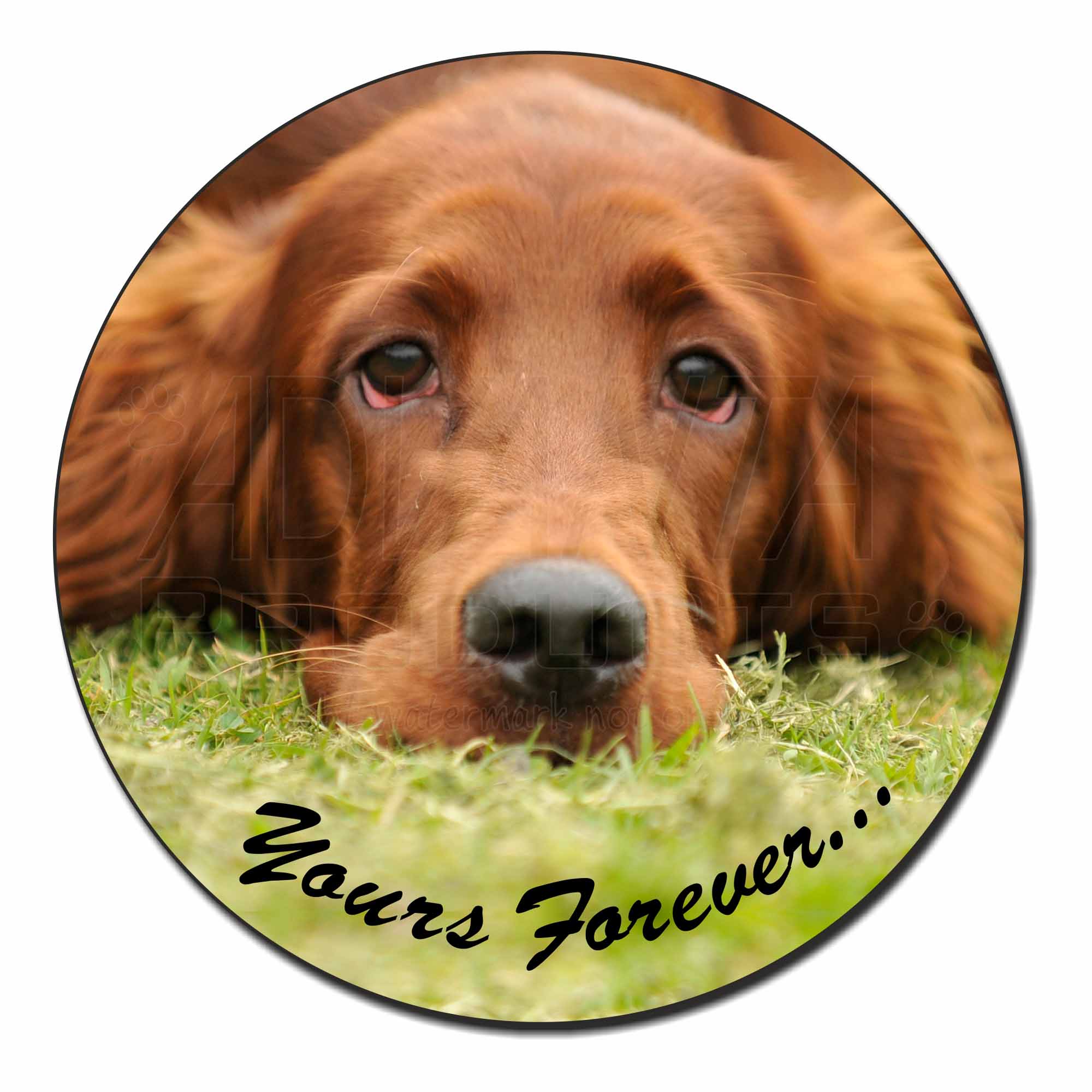 AD-RS2yFM Red Setter Dog 'Yours Forever' Fridge Magnet Stocking Filler Christma 