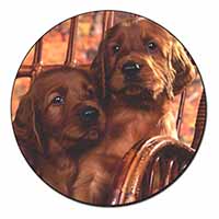 Irish Red Setter Puppy Dogs Fridge Magnet Printed Full Colour