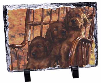 Irish Red Setter Puppy Dogs, Stunning Photo Slate