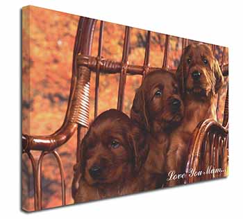 Irish Red Setter Puppies 