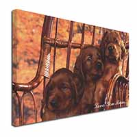 Irish Red Setter Puppies 