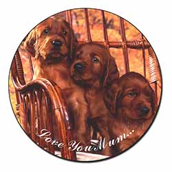 Irish Red Setter Puppies 