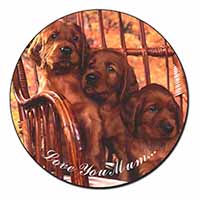 Irish Red Setter Puppies 