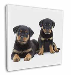 Rottweiler Puppies Square Canvas 12"x12" Wall Art Picture Print