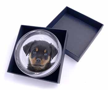 Rottweiler Puppies Glass Paperweight in Gift Box
