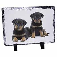 Rottweiler Puppies, Stunning Photo Slate